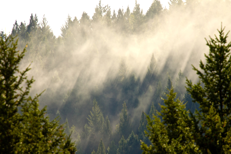 View of fog lifting through a forest. You can see the forest for the trees from this elevation.