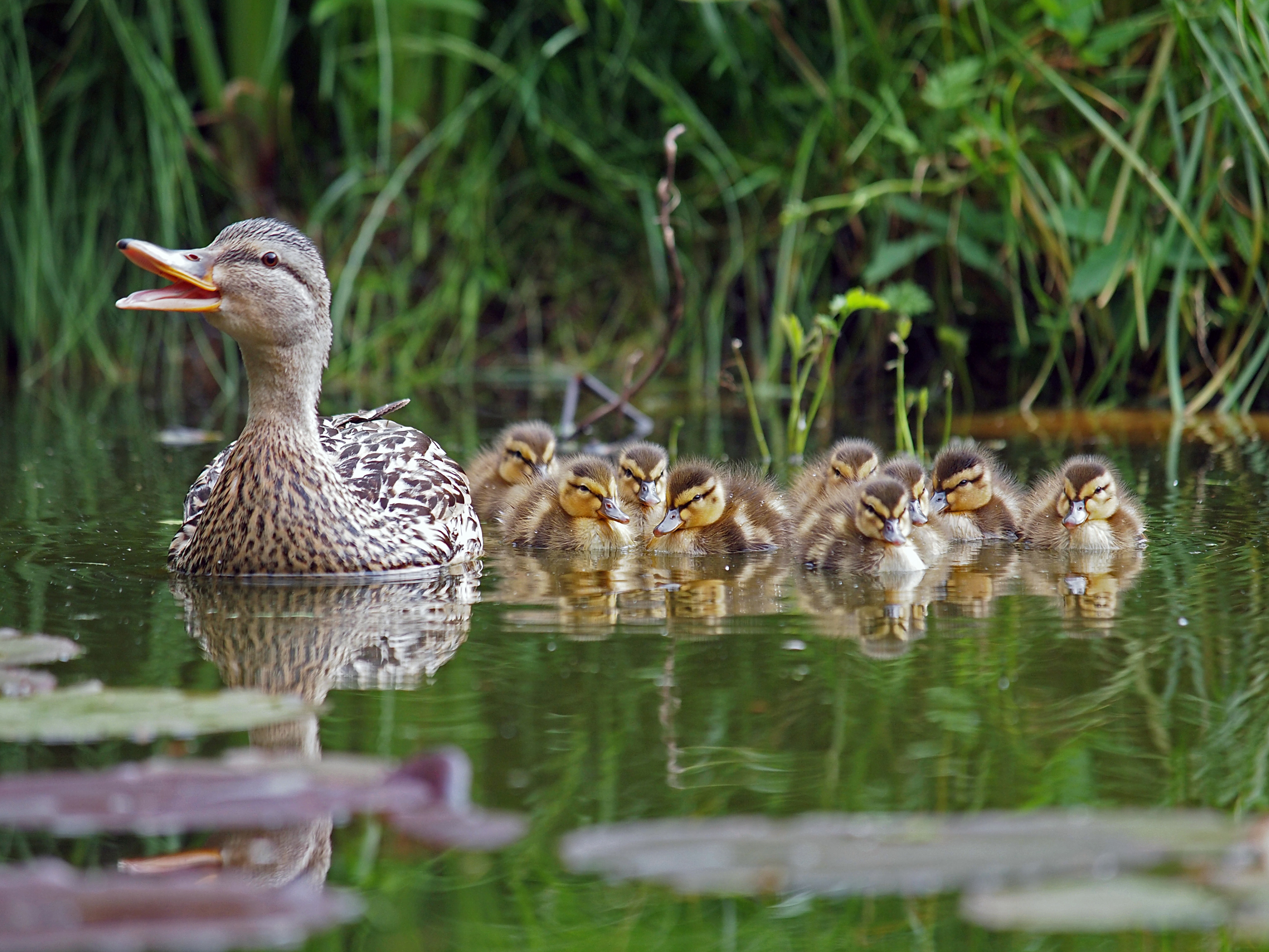Baby ducks following Mama duck