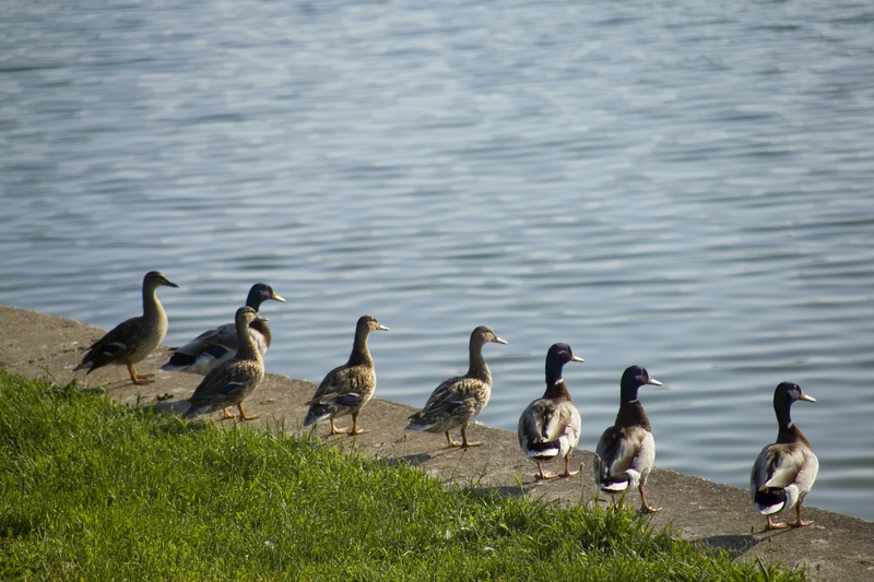 Ducks in a row looking across a calm lake toward the far shore