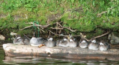 Baby Duck In A Row