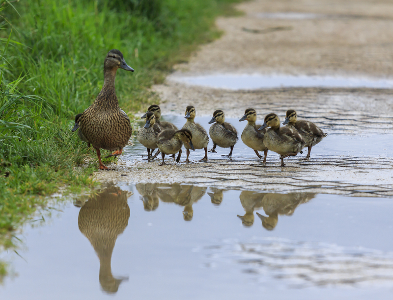 Getting all your ducks in a row initially requires discipline before it becomes habit
