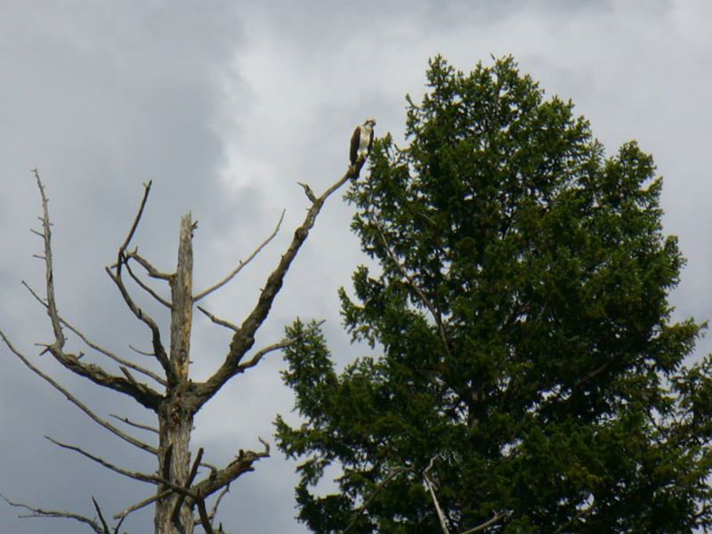 An eagle in the tree tops