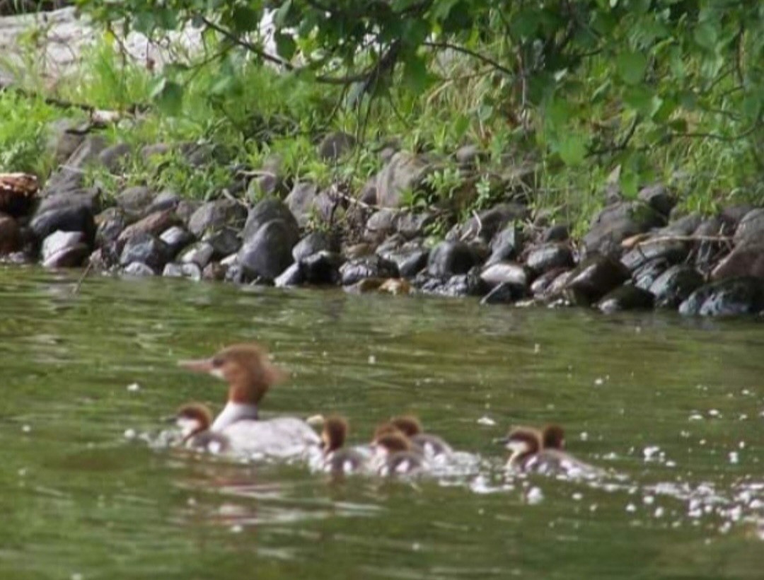 Getting Your ducks all in a row