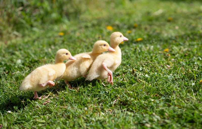 Three small fluffy ducklings trying to walk in a row outdoors